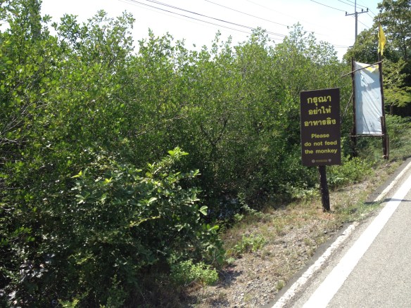 I didn't stop to either feed it or find out what sort of monkey it might be......