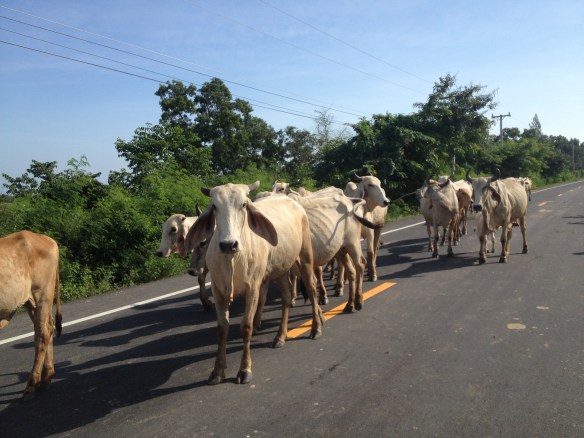 ......some very very odd cows came and stared us out!