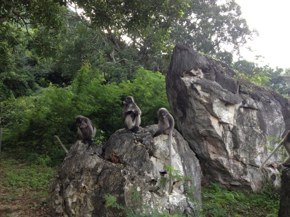 The langurs (also called leaf monkeys) appear from the trees, a little nonchalant at first....