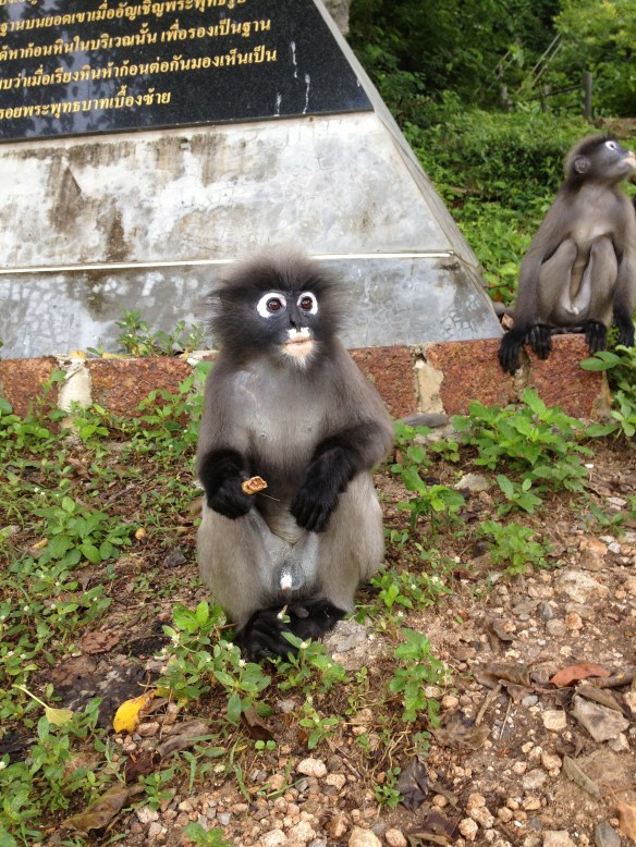 Cute little things, aren't they?