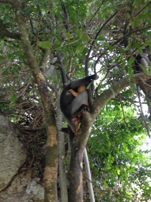 The babies are a quite amazing orange colour.
