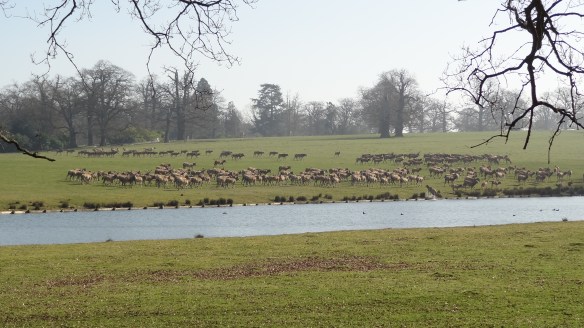 The deer at Woburn Abbey