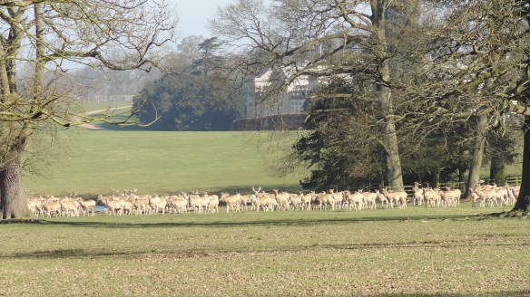 Deer in front of the Abbey