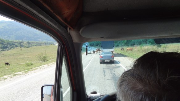 Cows on the road for miles on end - bizarre!