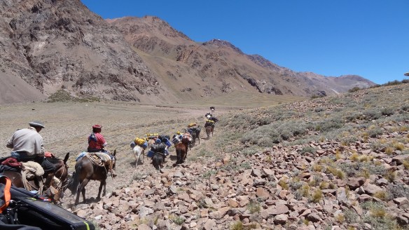 The mules overtake us of course and we end up about half an hour behind them into camp.