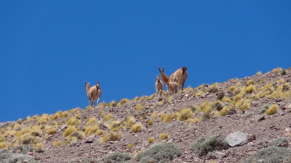 We spot some Guanacos near to camp - these were the only ones we saw all trip.