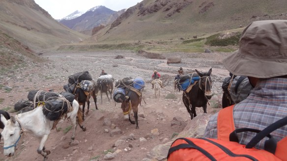 The mules finally catch us up......