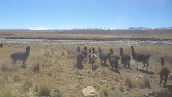 We're in the wilderness now...