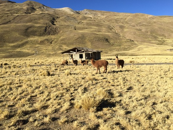 The llamas meantime, know how to seek out a sunny spot.