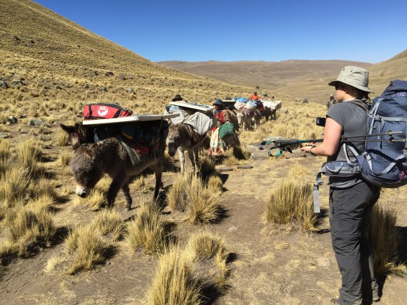 The mules passing us by at their own quite sedate pace, but I would too if I had a table on my back!