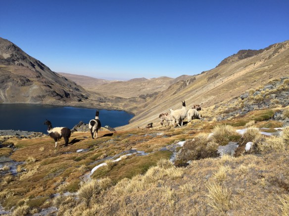 Llama are never far away in these parts.